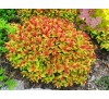 Спирея японская  Голдфлейм (Goldflame) P9, 1 год